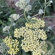 Achillea fil. 'Hymne' GM P9
