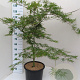 Acer pal. 'Dissectum' 100-125 cm 20L