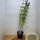 Agastache 'Black Adder' GM 2,0L