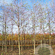 Alnus spaethii 25-30 HO draadkluit