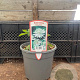 Astrantia maj. 'Shaggy' GM 2,0L