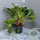 Bergenia 'Bressingham White' GM 2,0L