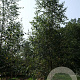 Betula pendula 18-20 HO draadkluit