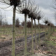 Catalpa bignonioides 'Nana' 20-25 HO draadkluit