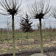 Catalpa bignonioides 'Nana' 20-25 HO draadkluit