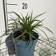 Carex morrowii 'Ice Dance' GM 2,0L