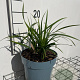 Carex morrowii 'Irish Green' GM 2,0L