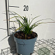 Carex morrowii GM 2,0L