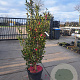 Camellia sasanqua 125-150 cm 35L