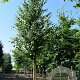 Cercidiphyllum japonicum 12-14 HO draadkluit