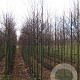 Cercidiphyllum japonicum 12-14 HO draadkluit