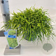 Chamaecyparis p. 'Sungold' 20-25 cm 3,0L