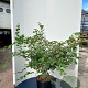 Corylopsis pauciflora 80-100 cm 20L