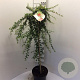 Cotoneaster suec. 'Coral Beauty' 90 cm stam 7,5L