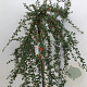 Cotoneaster suec. 'Coral Beauty' 90 cm stam 7,5L