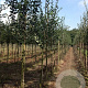 Crataegus media 'Paul's Scarlet' 12-14 HO draadkluit