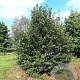 Davidia involucrata 350-400 cm draadkluit meerstammig op aanvraag