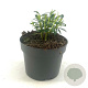 Euphorbia characias wulfenii GM 2,0L