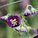 Geranium ph. 'Joseph Green' GM P9