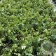 Geranium sang. 'Album' GM 2,0L