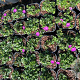 Geranium sang. 'Max Frei' GM 2,0L
