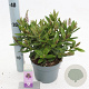 Hebe Hebedonna Emma 20-25 cm 2,0L