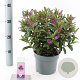 Hebe Hebedonna Emma 20-25 cm 2,0L