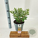 Hebe 'Katrina' 20-25 cm 2,0L