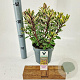 Hebe 'Tricolor' 20-25 cm 2,0L