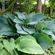 Hosta 'Empress Wu' GM P9