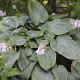 Hosta 'Empress Wu' GM P9