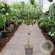 Hydrangea pan. Vanille-Fraise 60 cm stam 7,5L 1jr.kroon
