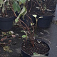Hydrangea quercifolia 80-100 cm 20L