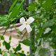 Jasminum officinale 100-125 cm 3,0L Gestokt