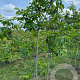 Juglans regia 350-400 cm draadkluit meerstammig op aanvraag