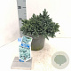 Juniperus squamata 'Blue Star' 20-25 cm 3,0L