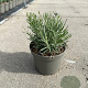 Lavandula ang. 'Hidcote' GM 2,0L