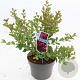 Lagerstroemia i. Red Red Wine 50-60 cm 5,0L