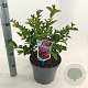 Lagerstroemia i. Red Red Wine 50-60 cm 5,0L