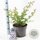 Lagerstroemia i. With Love Babe 40-60 cm 5,0L