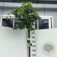 Liquidambar s. 'Gum Ball' 180 cm stam 15L