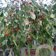 Malus 'Fontana' 90 cm stam 7,5L