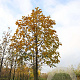 Magnolia kobus 14-16 HO draadkluit