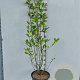 Magnolia soulangeana 175-200 cm 20L