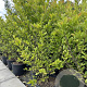 Magnolia stellata 100-125 cm 20L