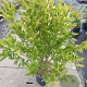 Magnolia stellata 100-125 cm 20L