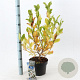 Magnolia stellata 50-60 cm 5,0L