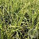 Miscanthus sin. 'Gold Bar' GM  P11