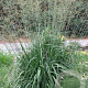 Molinia arund. 'Skyracer' GM P9
