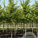 Parrotia persica 10-12 HO draadkluit